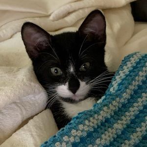 Meet your Posher, Alice